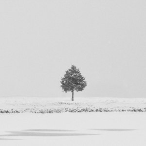 black and white nature photo